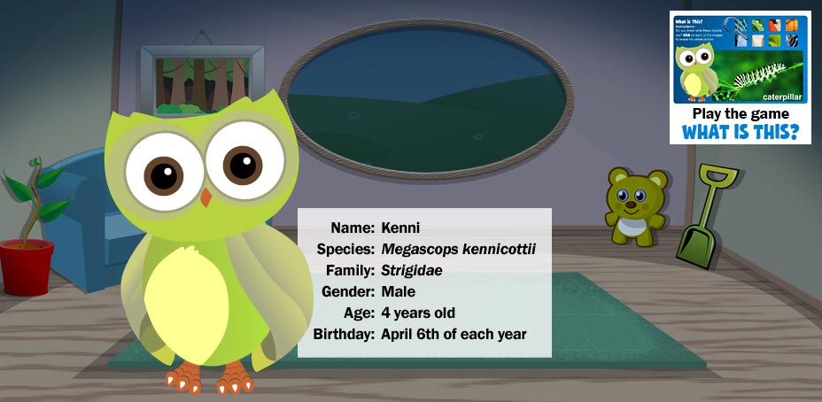 Meet Kenni the Owl